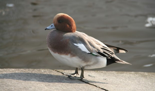 Smienten die in Waalenburg zijn aangetroffen, zijn overleden aan vogelgriep.
