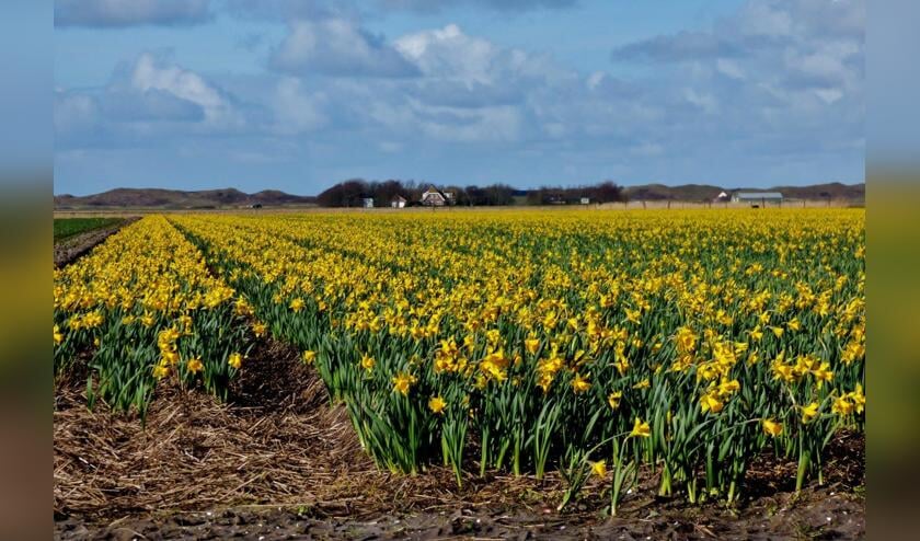 "Lente!", schrijft Jitty Leyen bij deze bloeiende narcissen.