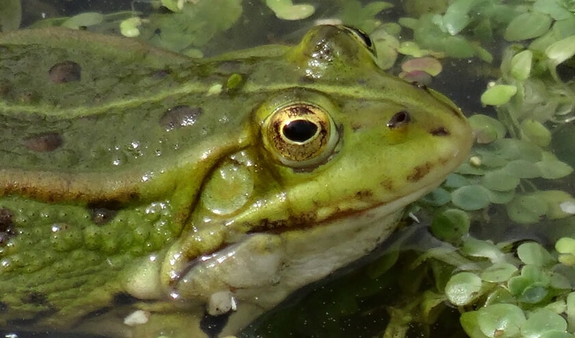 Foto Jolanda Knoops