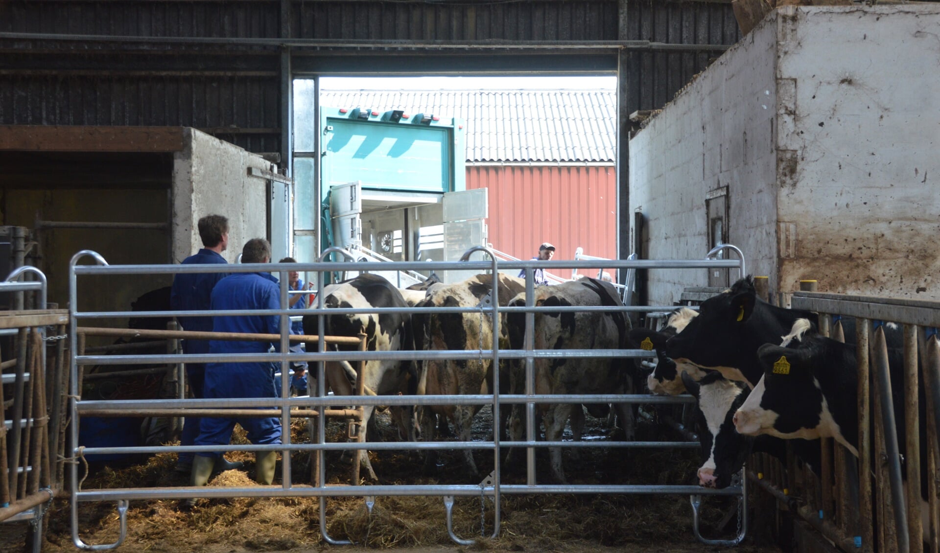 Koeien worden in de stal verzameld om op transport te gaan. 