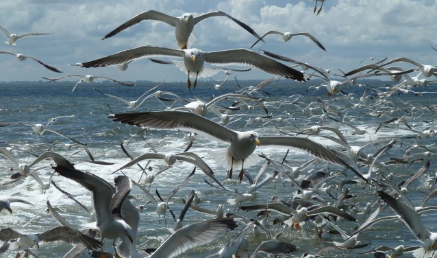 Vogels. (Foto Gosse Kruger)