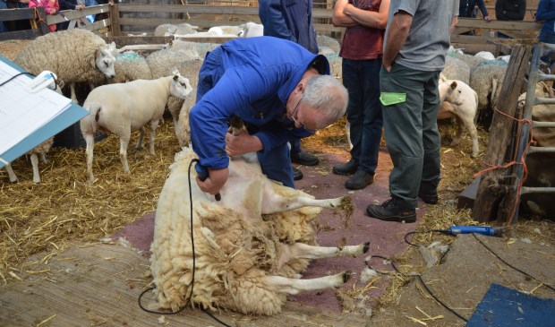 Jaap Lap, voorzitter van de Dag van het Schaap, geeft een demonstratie schapenscheren.  