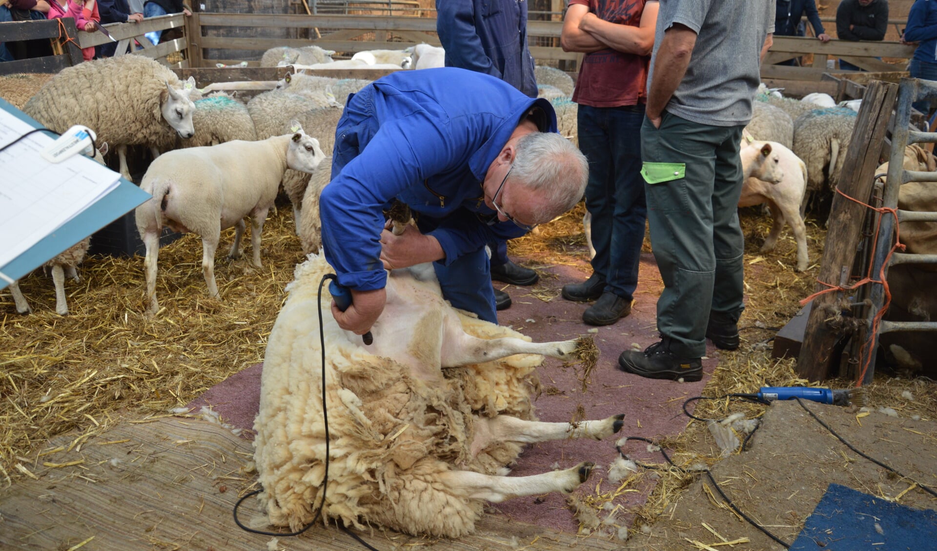Jaap Lap, voorzitter van de Dag van het Schaap, geeft een demonstratie schapenscheren. 