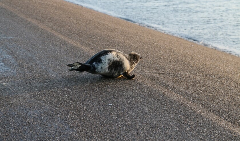 Foto: Janet Brouwer