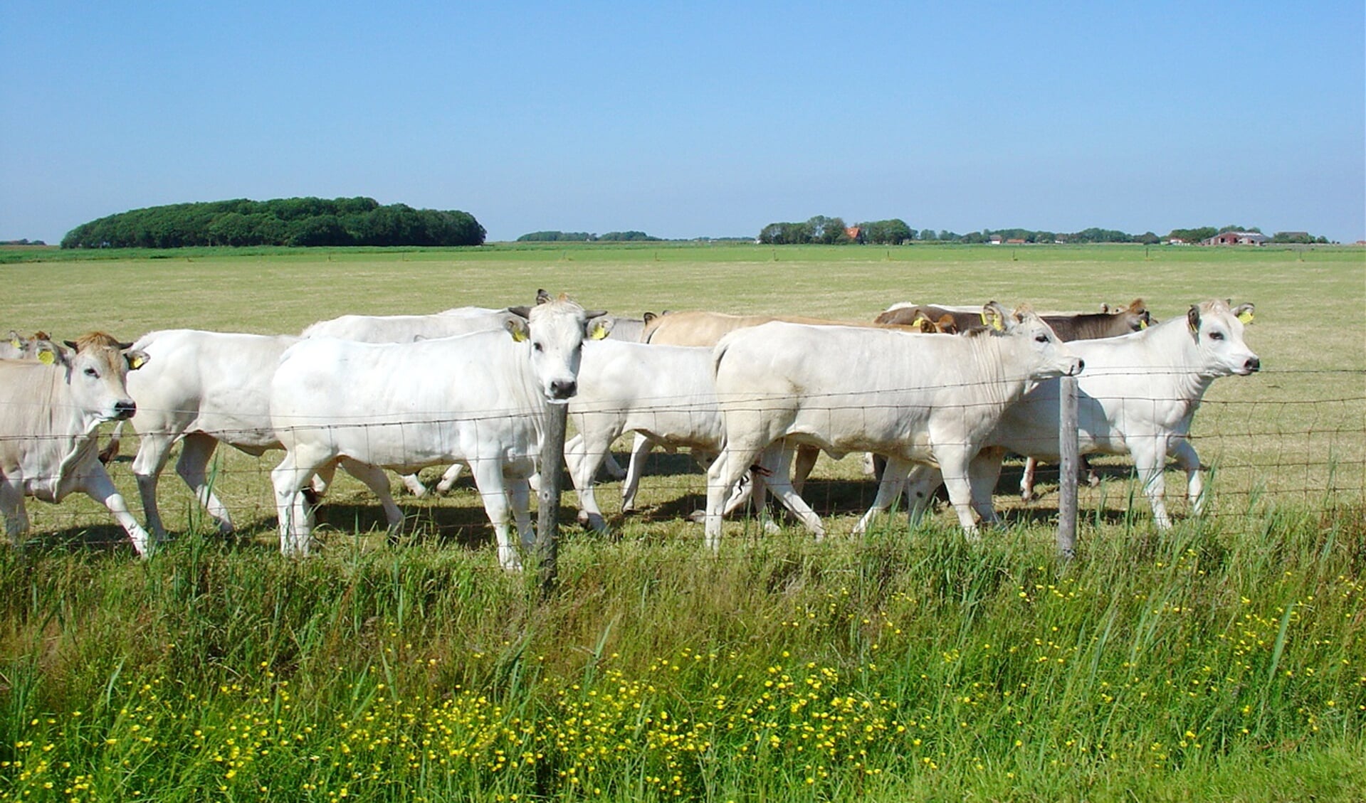 Piemontese koeien langs de agrarische fietsroute van Oosterend Present. 