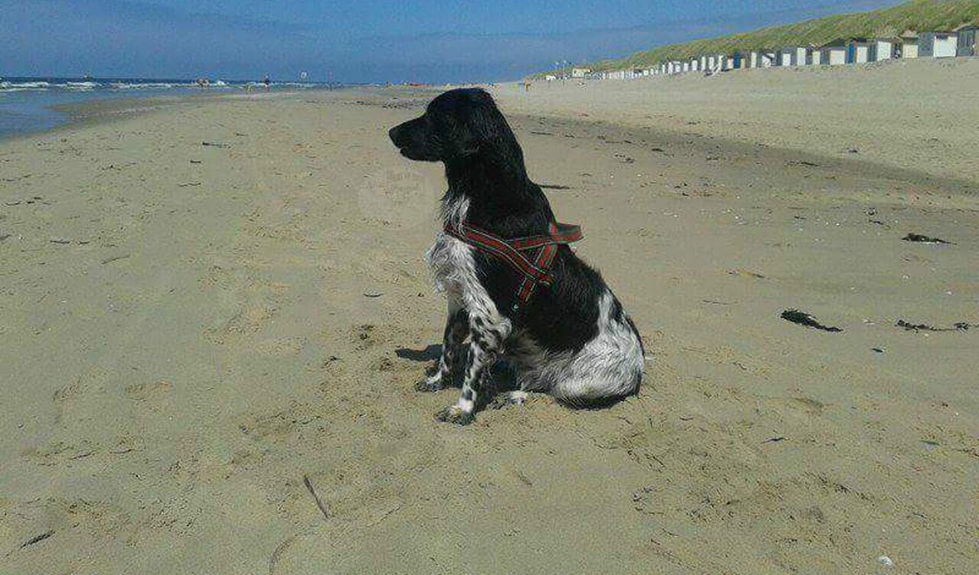 De vermiste hond Bisou (Foto Facebookpagina 'Waar is onze Bisou'