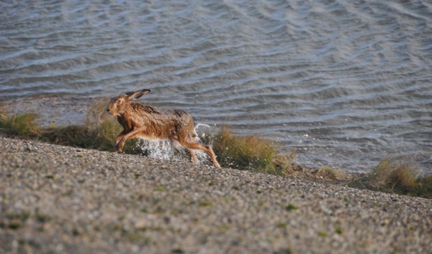 Deze haas ontvlucht de ondergelopen Schorren. (Foto: Jett Ruigrok). 