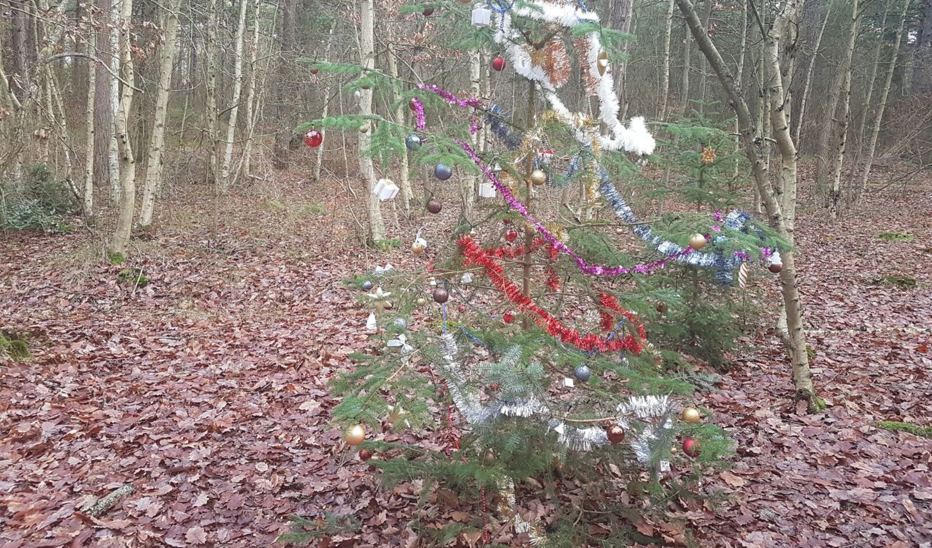 De kerstboom in het bos.