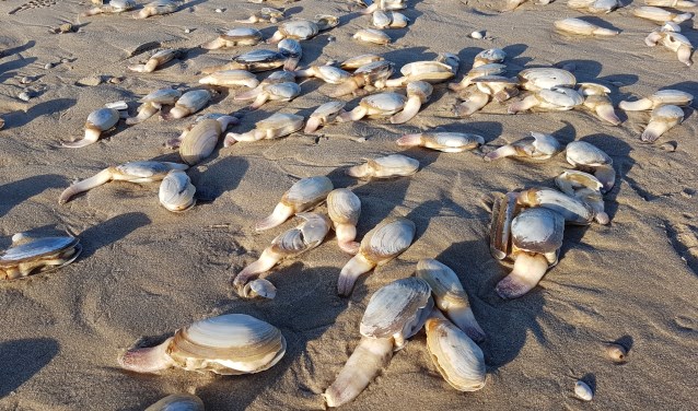 Otterschelpen op het strand bij Paal 17. 