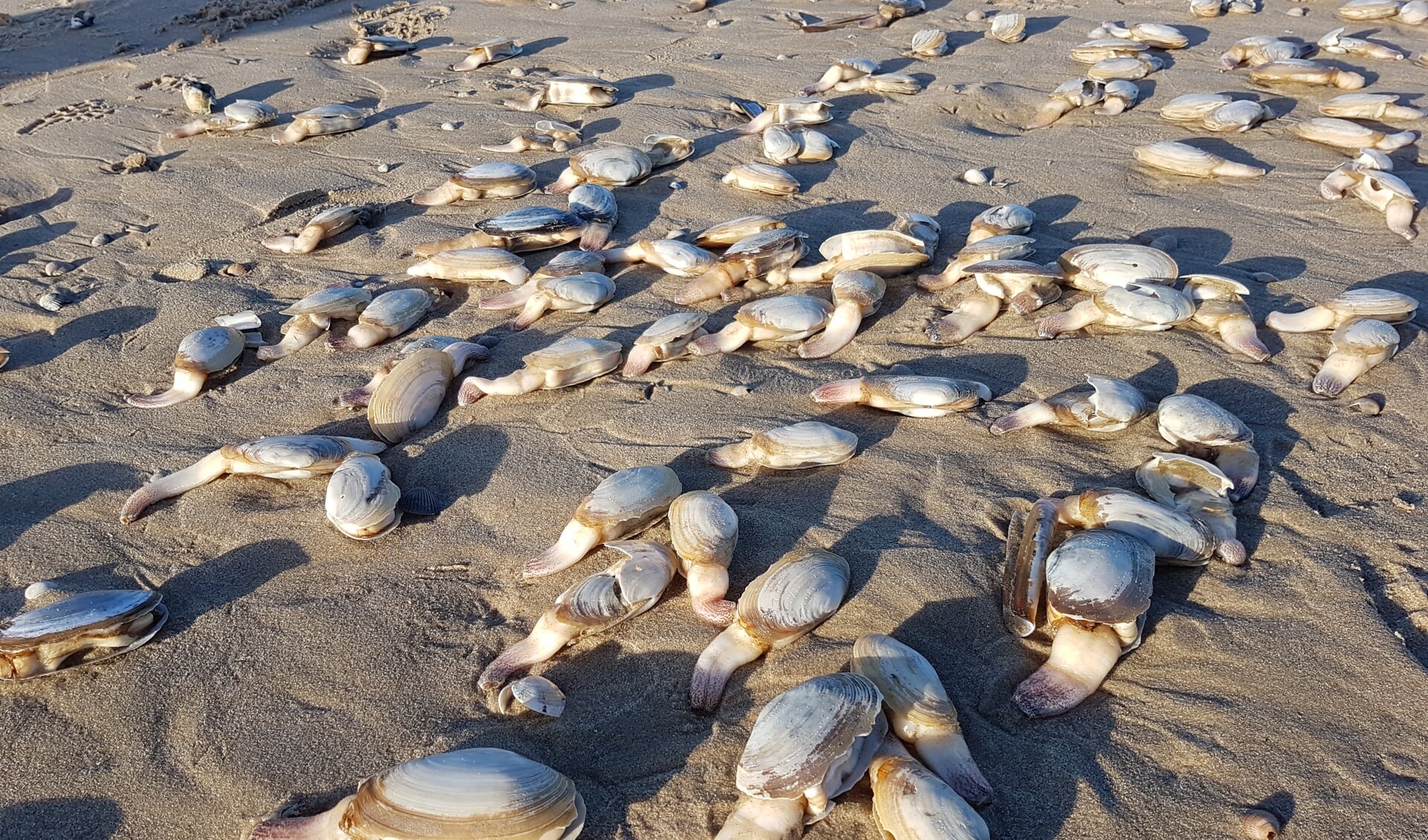 Otterschelpen op het strand bij Paal 17.