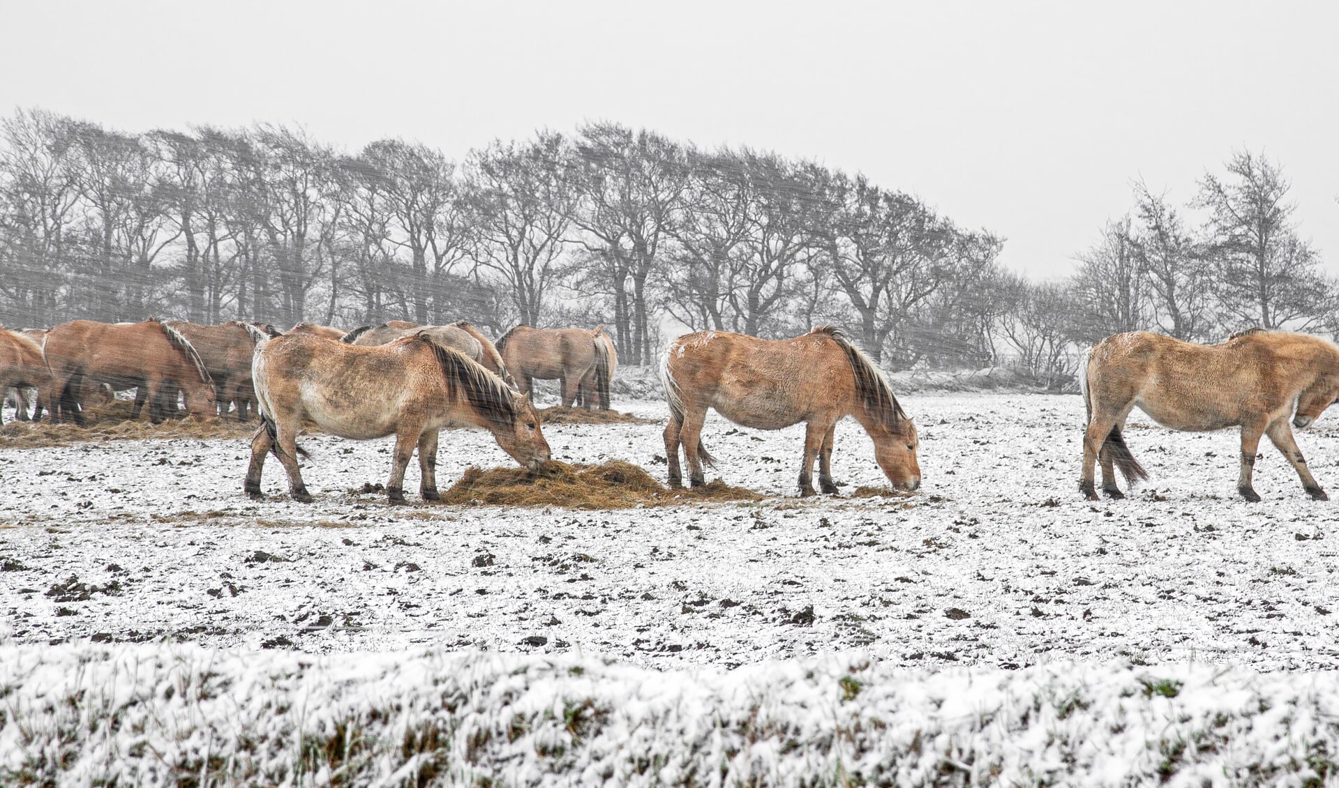 Winterse omstandigheden, vastgelegd door Justin Segerink van Justin Sinner Pictures. 