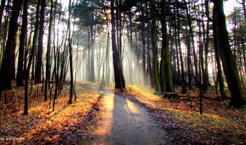 Herfst in winters bos. (Foto Aris Bremer)