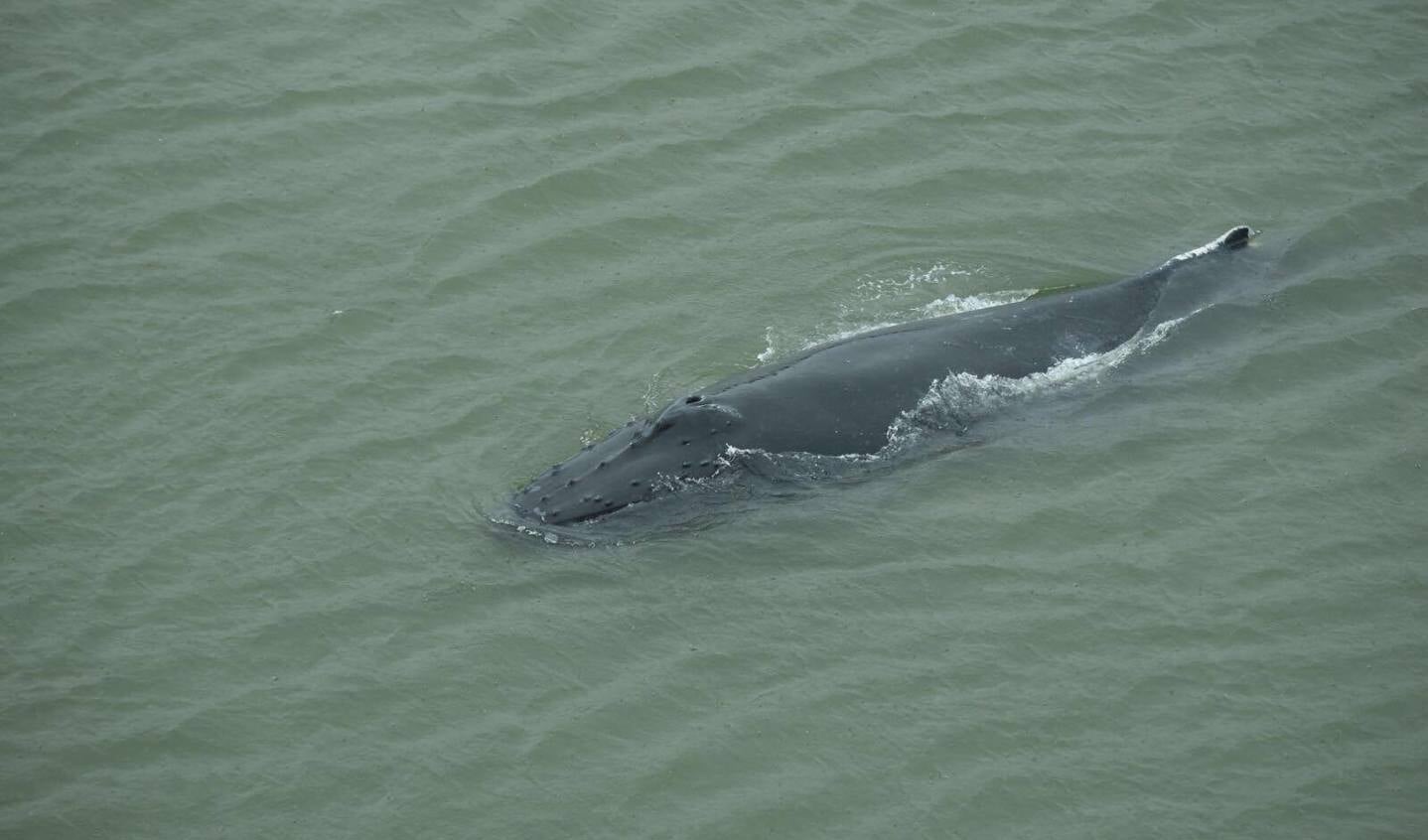 Een bultrug (niet de bultrug die vanochtend bij Texel werd gezien)