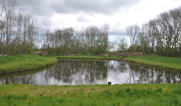 De herstelde eendenkooi op Spang.