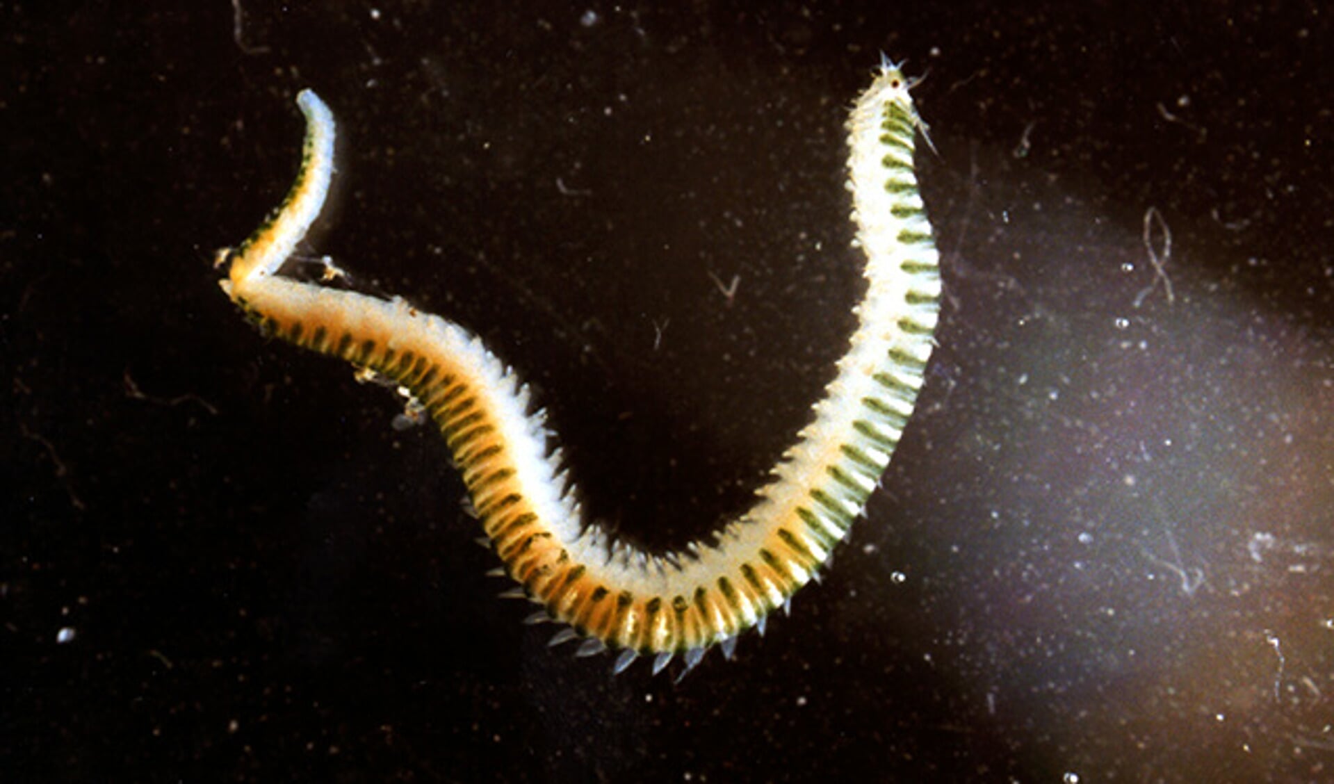 De borstelworm is een van de vele diersoorten die in de wadbodem leven