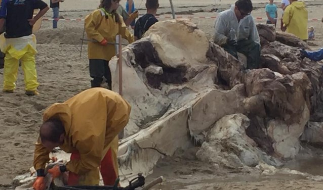 De vinvis wordt ontleed op het strand. (Foto: Maarten Jan Boon)