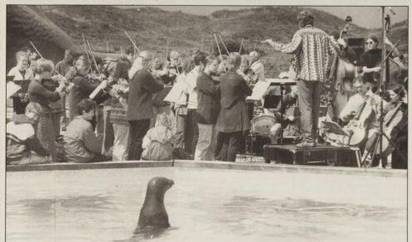 Een zeehond toont belangstelling.