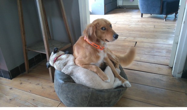 Hond Grover.