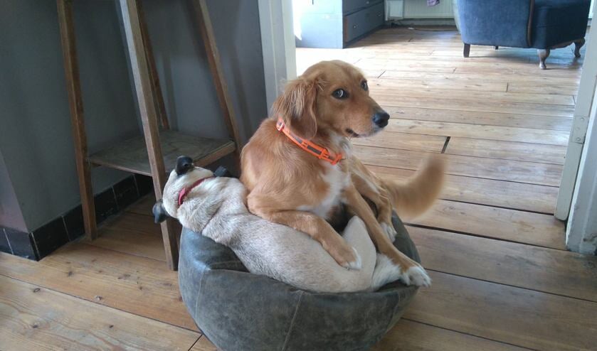 Hond Grover.