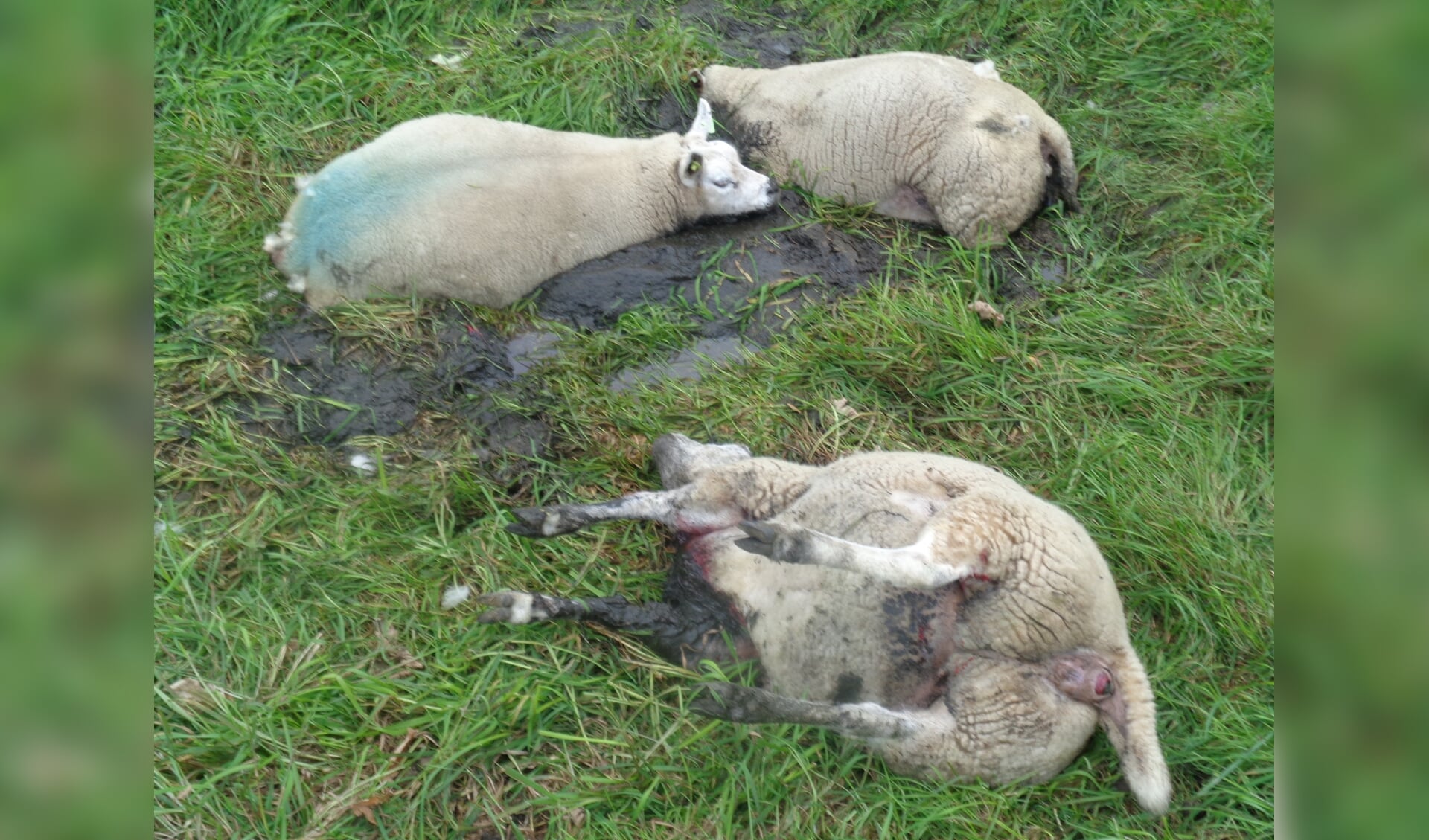 Hond in de wei: twee dode schapen en een gewond schaap.