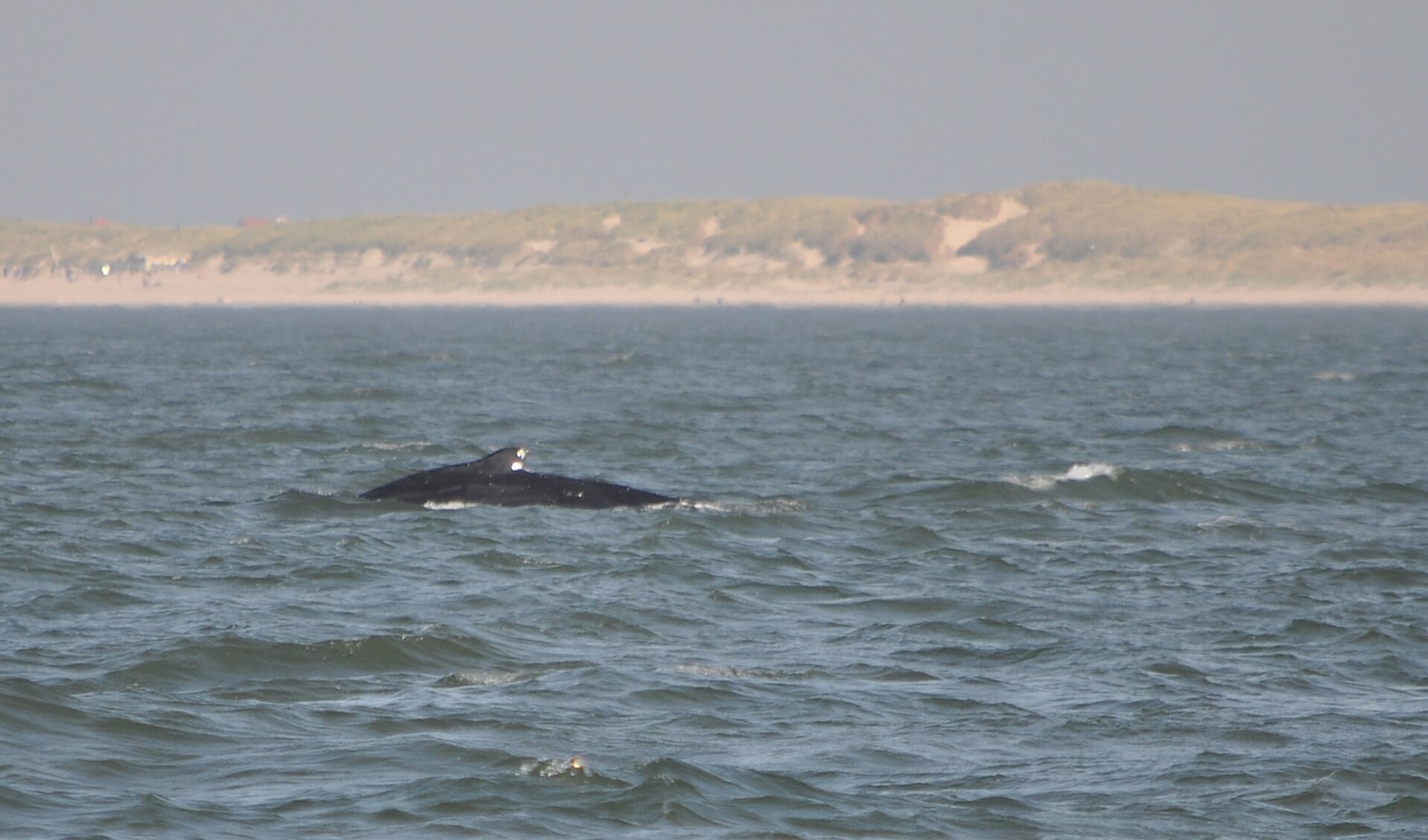 Ter illustratie; foto van een walvis voor de Texelse kust (niet van de betreffende dwergvinvis die één keer opdook).