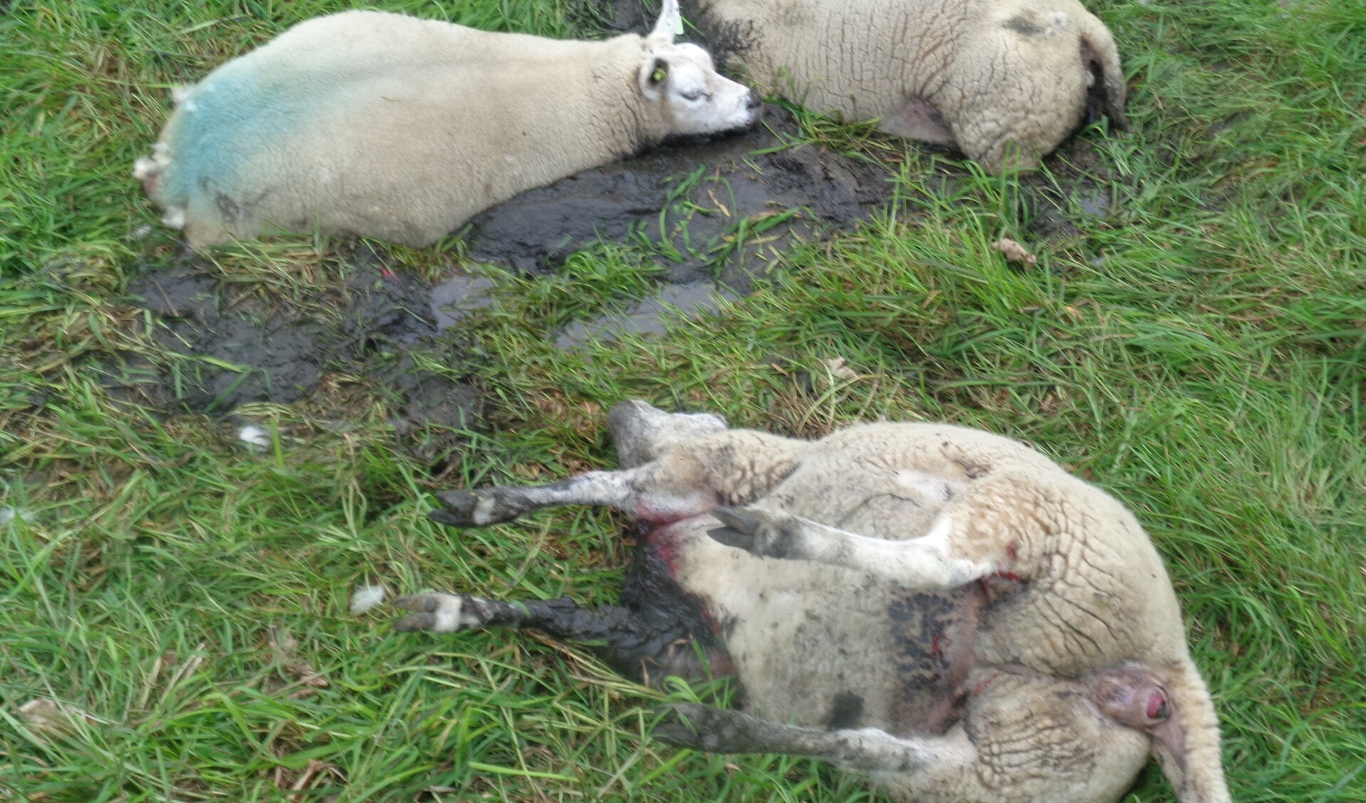 Honden in een weiland met schapen. Het trieste resultaat vorige week: twee dode schapen en een gewond schaap.