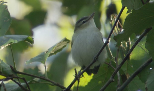 De Roodoogvireo in het Krimbos.