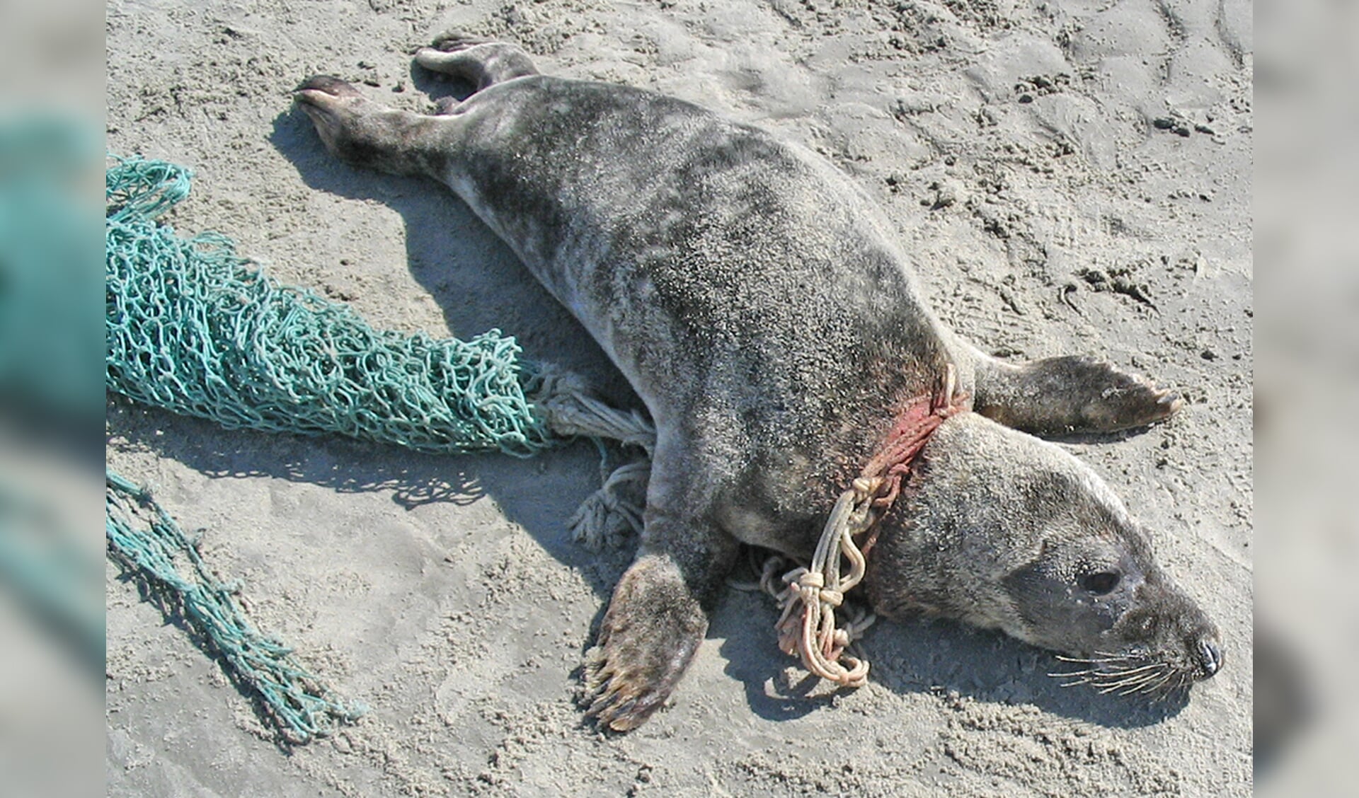 Zeehond verstrikt in zwerfvuil. Het dier is opgevangen en na herstel uitgezet door Ecomare