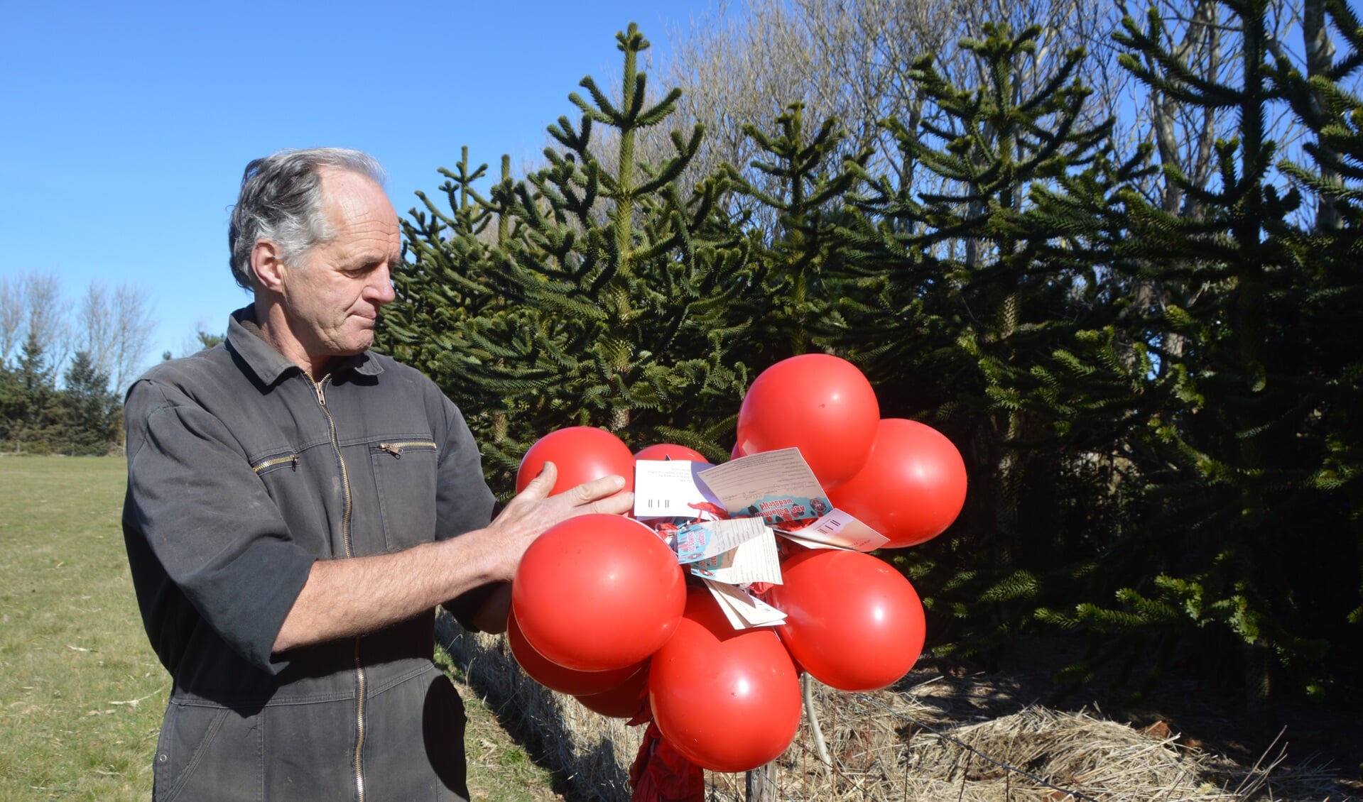 Harry Bakker trof deze tros ballonnen onlangs in zijn bomen aan. 