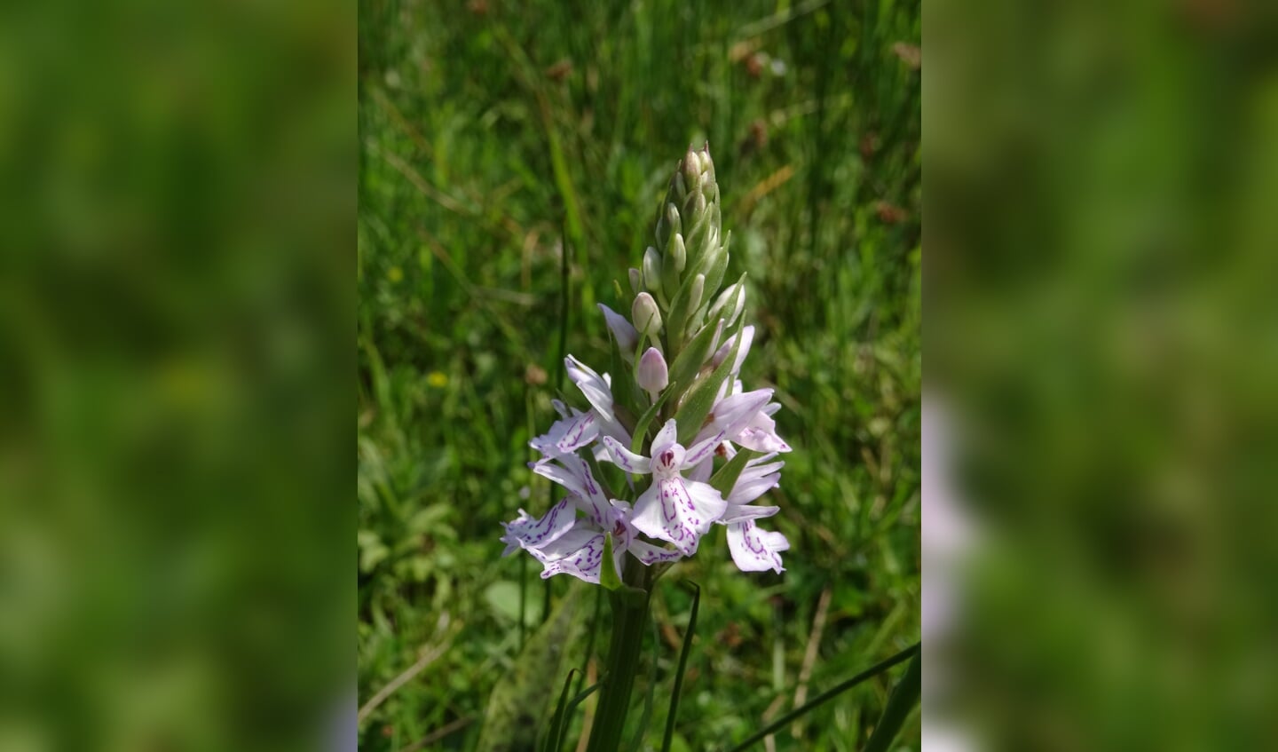 Gevlekte orchidee