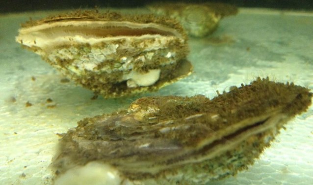 Foto van de platte oesters in de klimaatkamer.