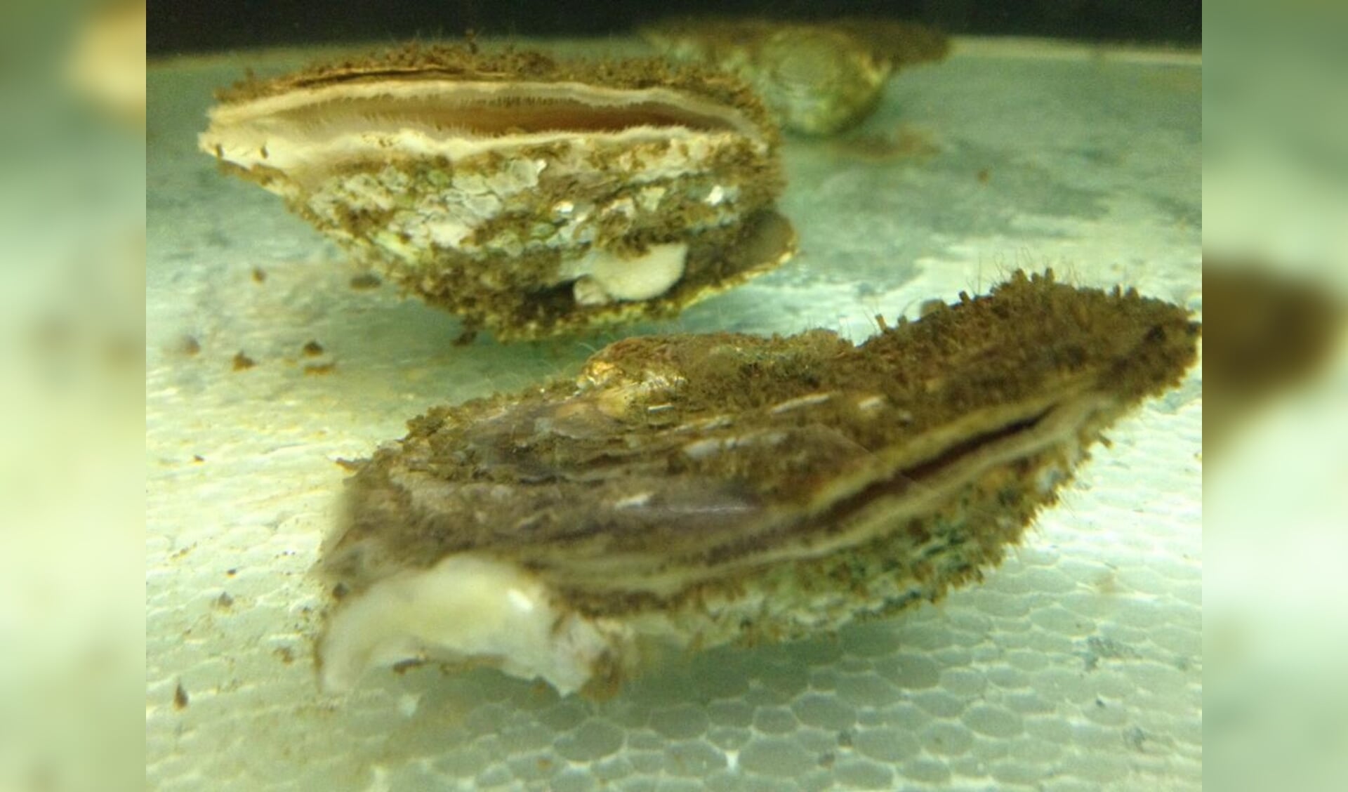 Foto van de platte oesters in de klimaatkamer.