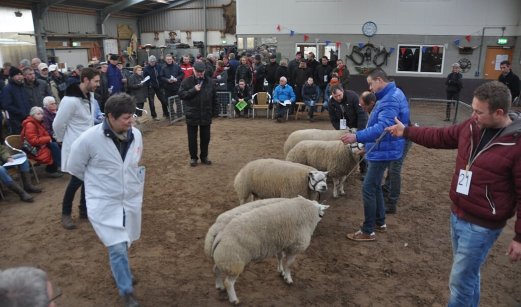 Keurmeesters Marjo van Bergen en Johan Knaap keuren in 2018 de schapen.