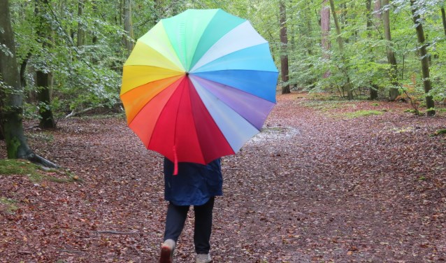 Felle kleuren in een herfstbos