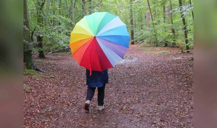 Felle kleuren in een herfstbos
