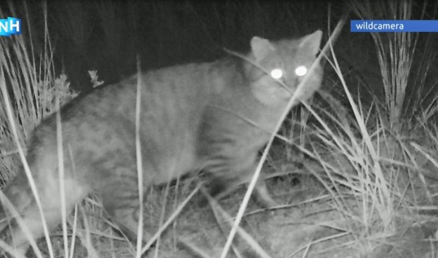 Verwilderde kat vastgelegd in 2018.