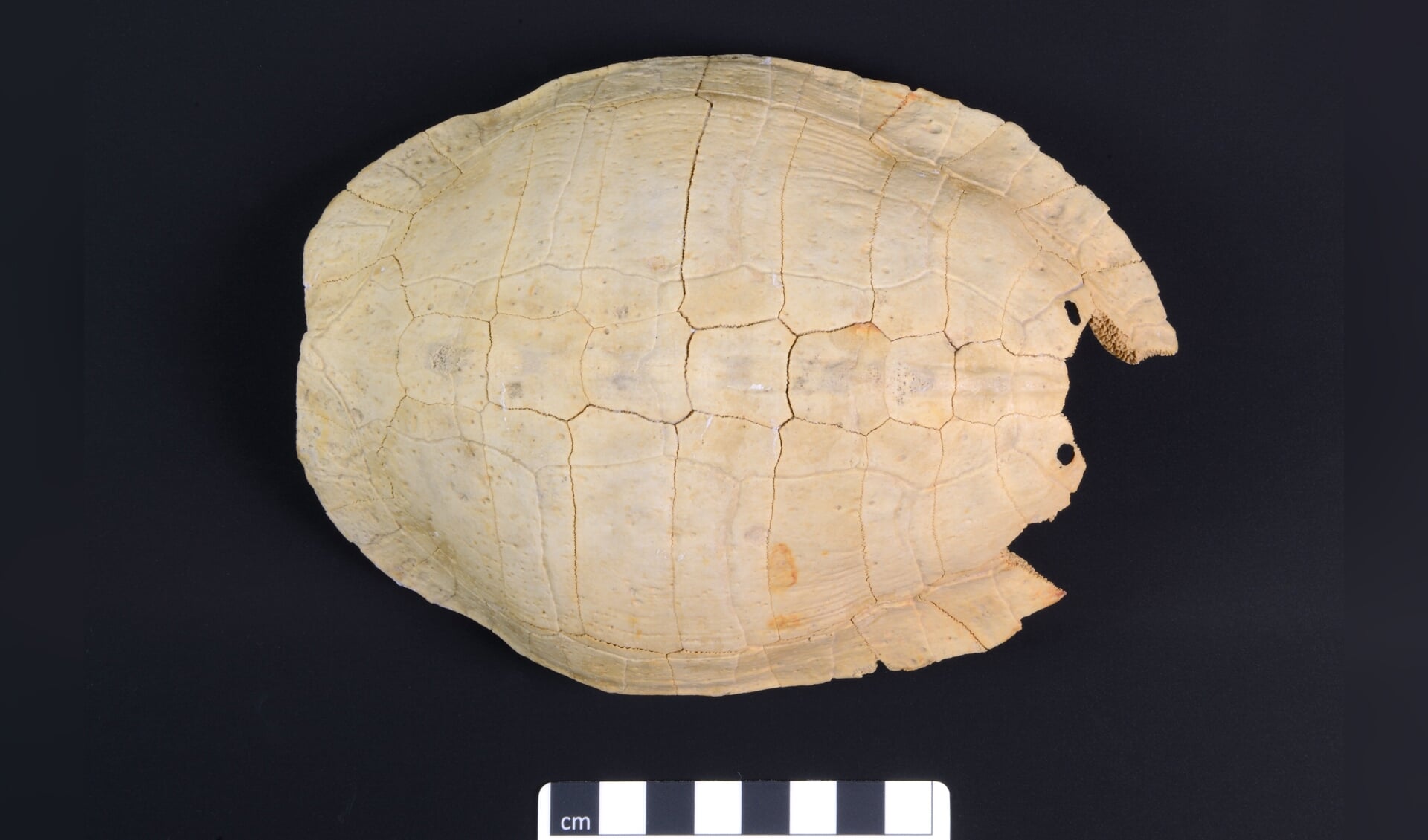 Het bovenpantser van de eeuwenoude moerasschildpad uit Oudeschild.
