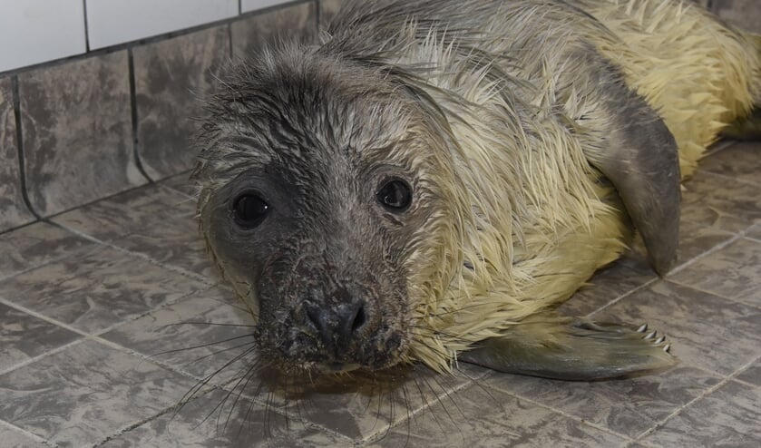 Jonge grijze zeehond Silver is een van de wintergasten in de opvang van Ecomare