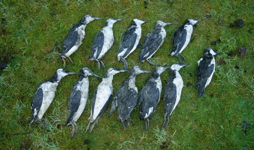 De dode zeekoeten die op de Hors lagen.