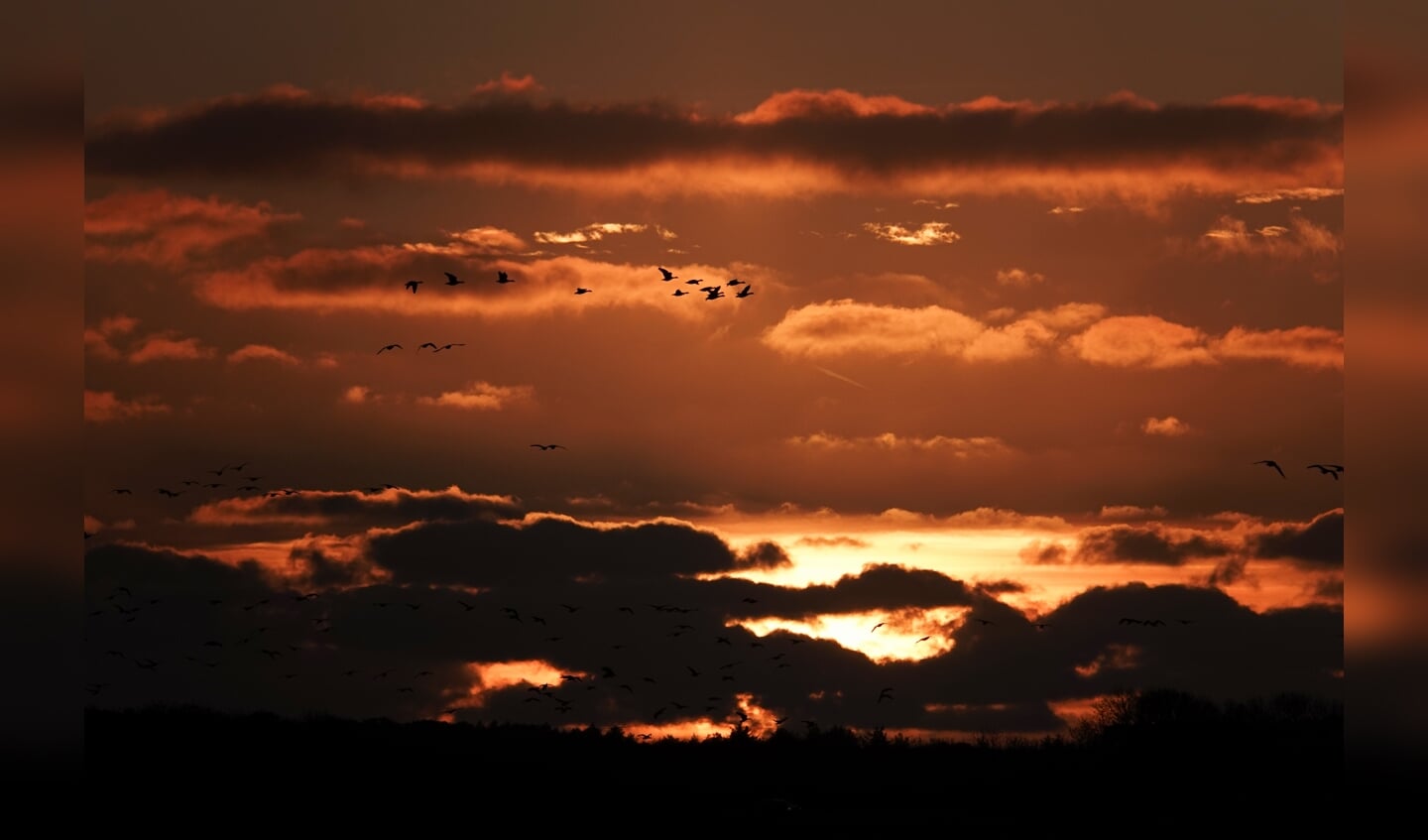 Brandganzen bij zonsondergang