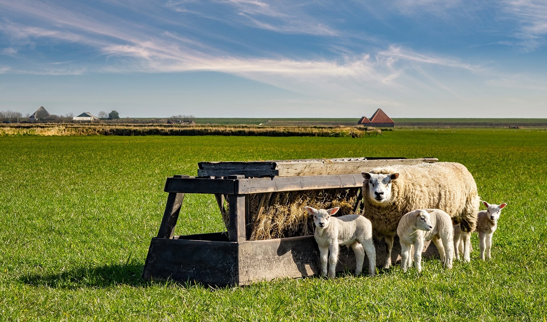 Lammetjes als onderdeel van een Texels landschap