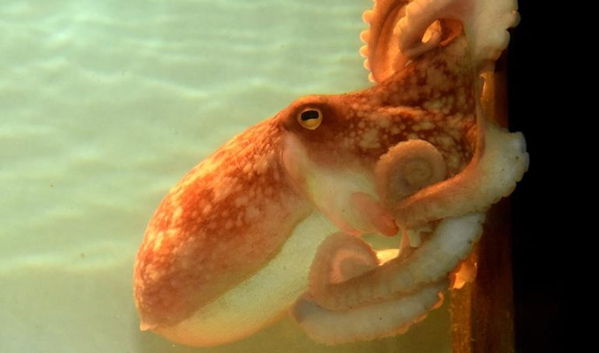 Weblog: Octopus bij Ecomare