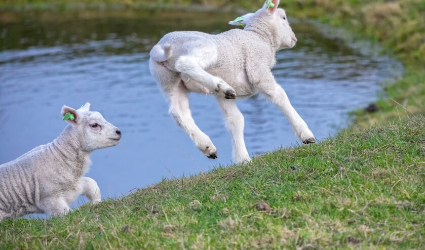 Willekeurige lammetjes bij een kolk