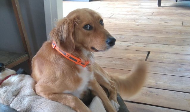 Hond Grover.