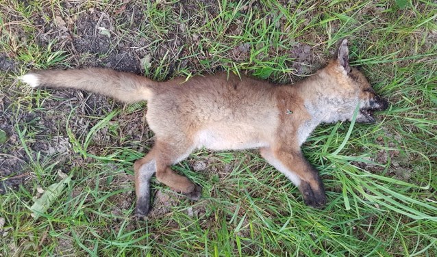 Verwonderlijk Dode vos in het Texelse bos EJ-19