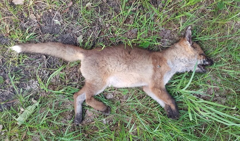 Ongebruikt Dode vos in het Texelse bos CB-75