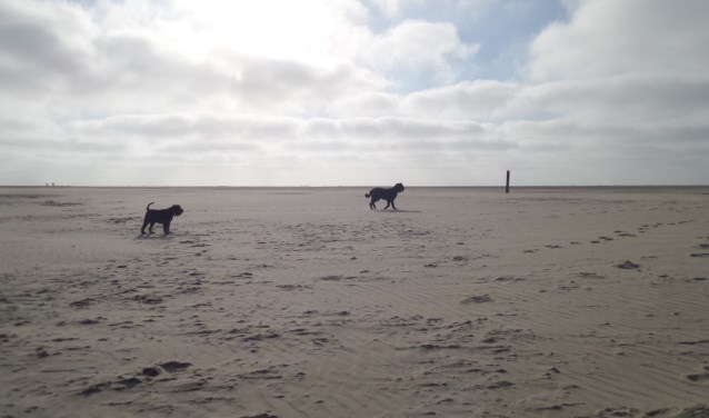 Willekeurige honden op het strand!