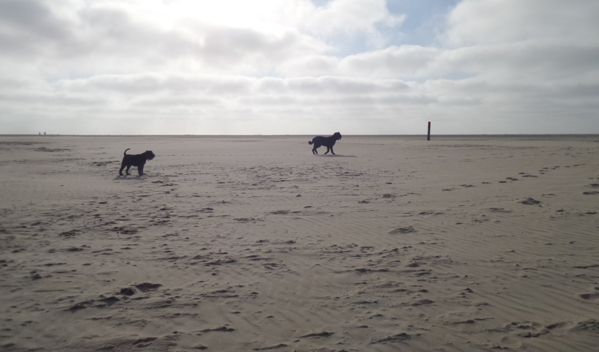 Willekeurige honden op het strand!