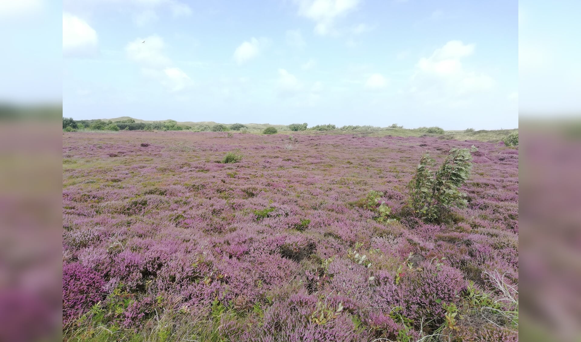 Struikheide in bloei in De Nederlanden.