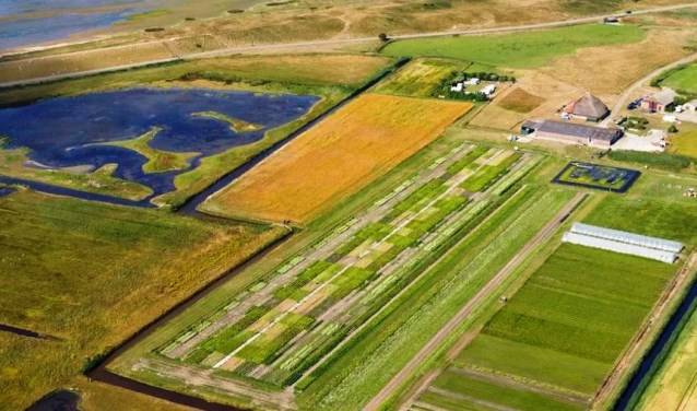 De zilte landbouw bij De Petten.